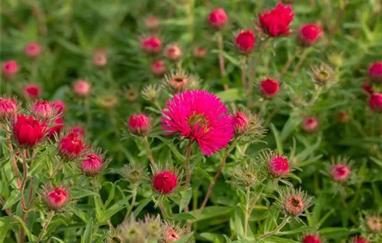 Aster novae-angliae 'Alma Pötschke'