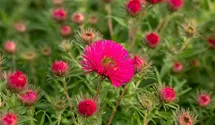 Raublatt-Aster