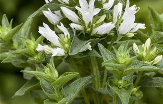 Campanula glomerata 'Alba'