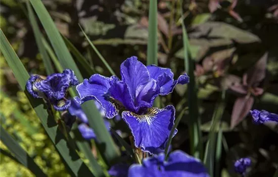 Iris x barb.-elat., blau