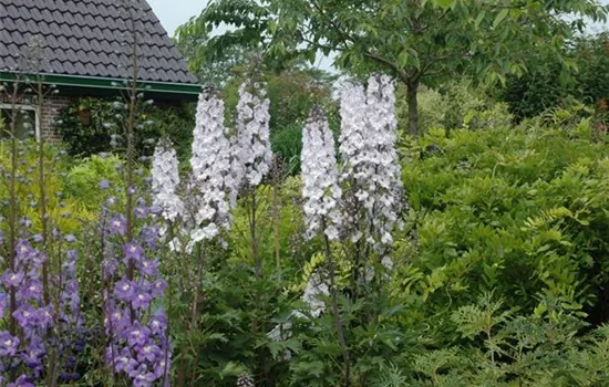 Delphinium x elatum 'Abendleuchten'