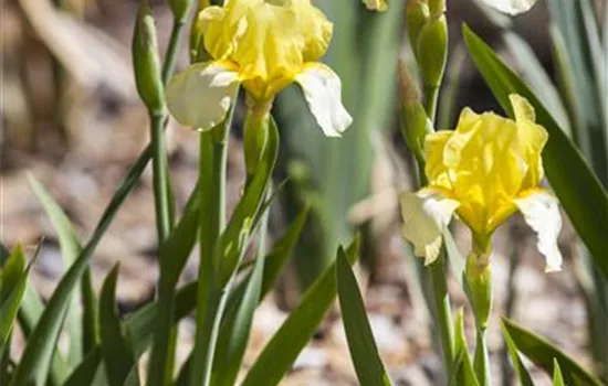 Iris x barb.-elat., gelb