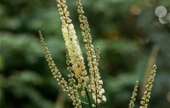 Cimicifuga racemosa var.cordifolia