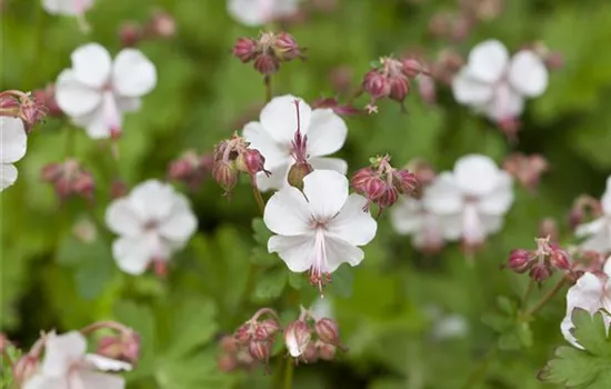 Geranium macrorrhizum 'Spessart'