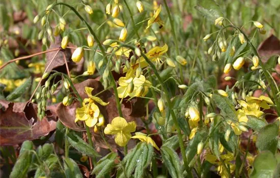 Epimedium pinnatum ssp.colchicum 'Black Sea'