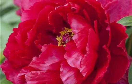 Paeonia lactiflora, rot gefüllt