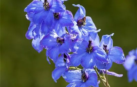 Delphinium x elatum 'Finsteraarhorn'