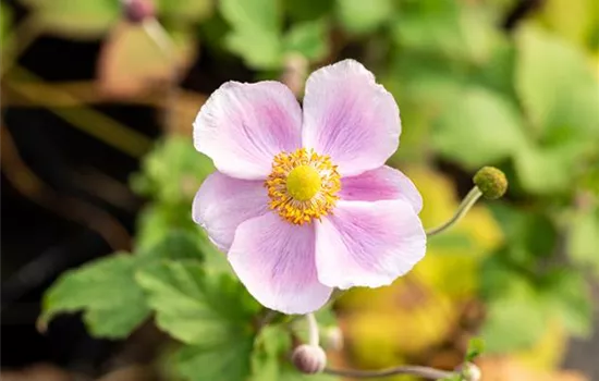 Anemone hupehensis 'September Charm' Anemone hupehensis 'September Charm'