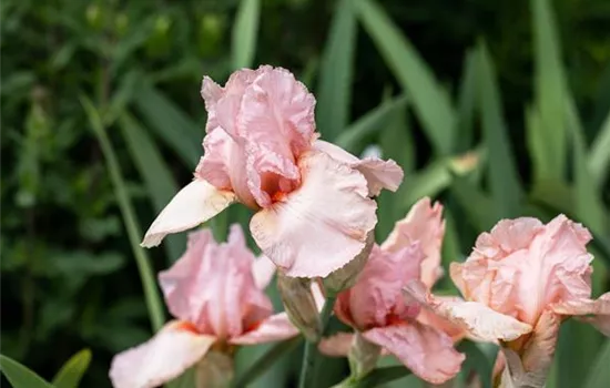 Iris x barb.-elat., rosa