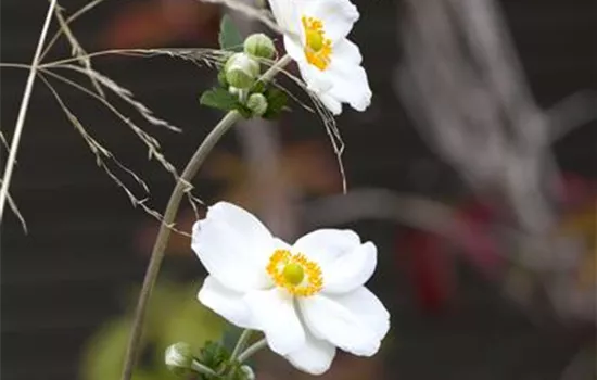Anemone japonica 'Honorine Jobert' Anemone japonica 'Honorine Jobert'