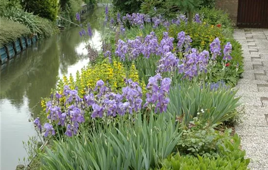 Iris x barb.-elat., violett