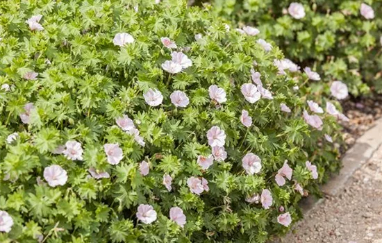 Geranium sang.v.striatum 'Apfelblüte'