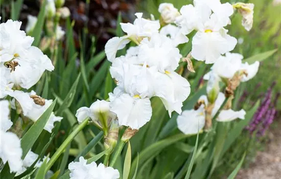 Iris x barb.-elat., weiß