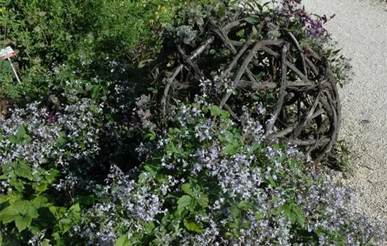 Clematis x jouiniana