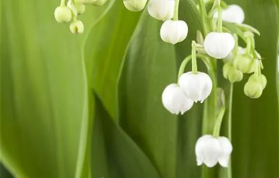 Convallaria majalis, weiß