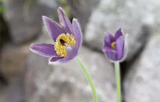 Pulsatilla vulgaris, violett
