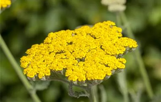 Achillea filipendulina 'Coronation Gold' Achillea filipendulina 'Coronation Gold'