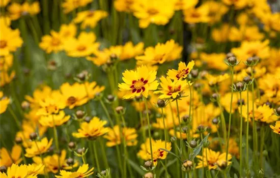 Coreopsis grandiflora 'Sunfire'
