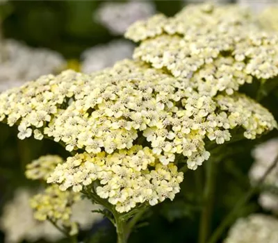 Achillea filipendulina 'Credo'
