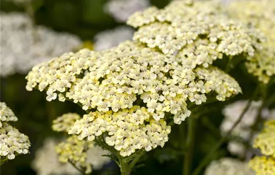 Achillea filipendulina 'Credo' Achillea filipendulina 'Credo'