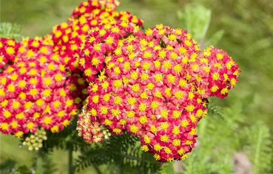 Achillea filipendulina 'Feuerland' Achillea filipendulina 'Feuerland'