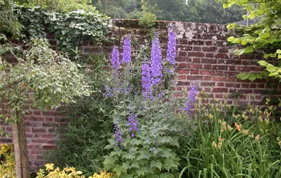 Delphinium x elatum, mittelblau