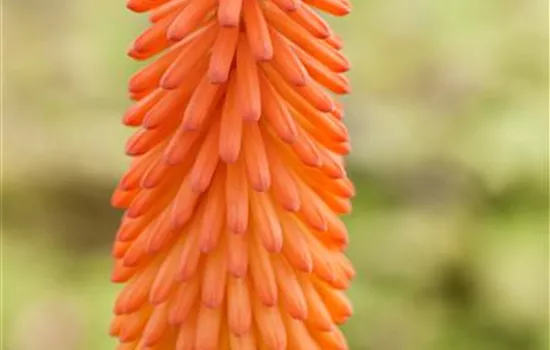 Kniphofia uvaria
