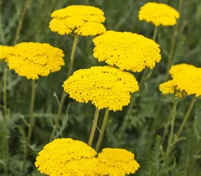 Achillea filipendulina 'Parker', veg.