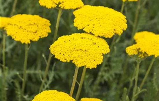 Achillea filipendulina 'Parker', veg.