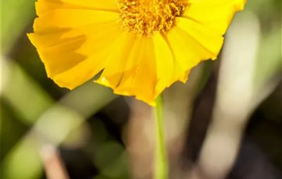 Coreopsis grandiflora 'Schnittgold'