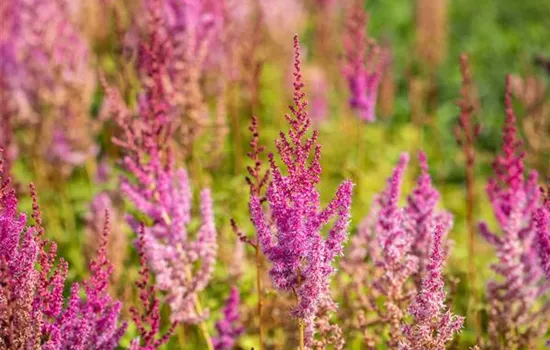 Astilbe chin.var.taquetii 'Purpurlanze'