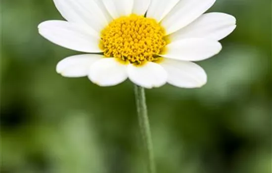Anthemis tinctoria 'Sauce Hollandaise'