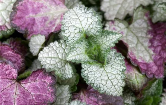 Lamium maculatum 'White Nancy'