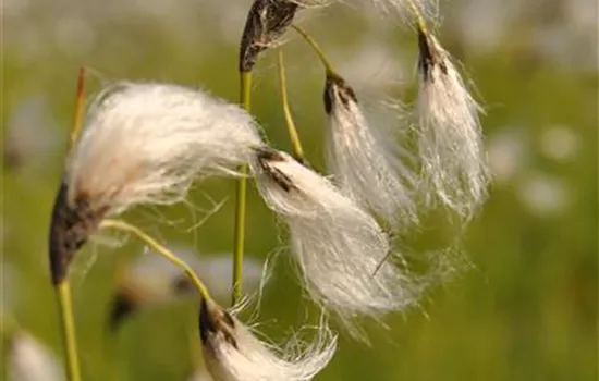 Eriophorum vaginatum