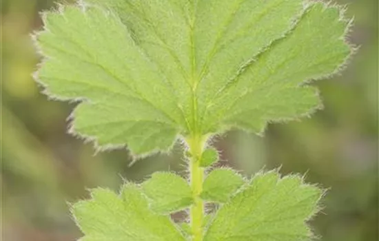 Geum chiloense 'Goldball', gen.