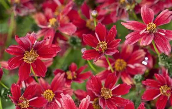 Coreopsis lanceolata