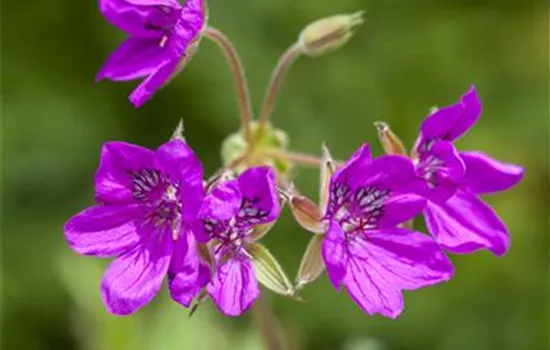 Erodium manescavii