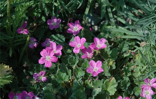 Erodium x variabile 'Bishop'