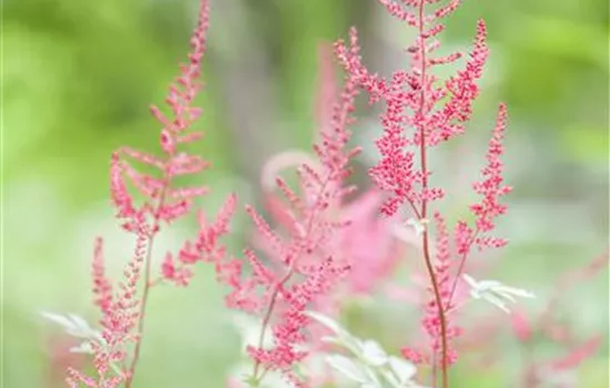 Astilbe glaberrima 'Sprite'