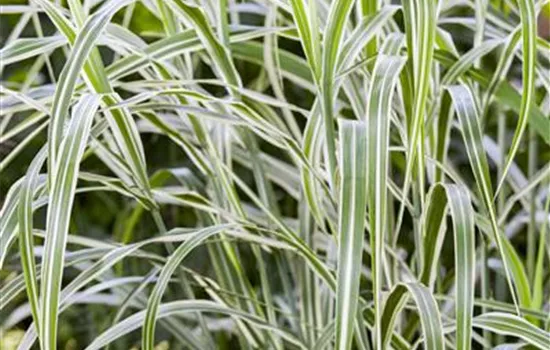 Miscanthus sinens.var.cond.'Cosmopolitan'