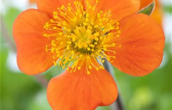 Geum coccineum 'Borisii', veg.