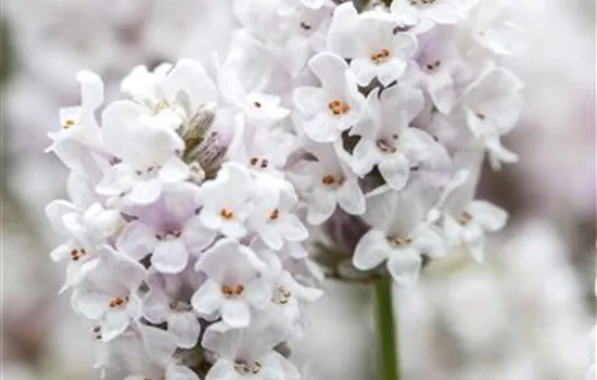Lavandula angustifolia 'Alba'