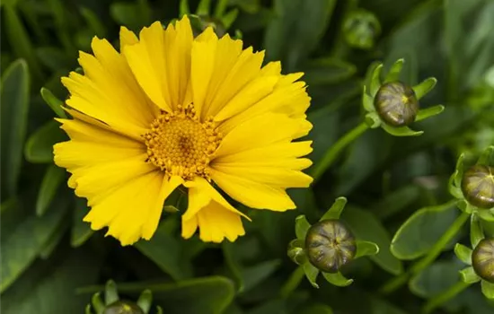 Coreopsis lanceolata 'Goldtaler'