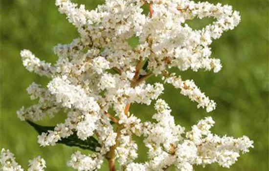 Astilbe japonica 'Deutschland'