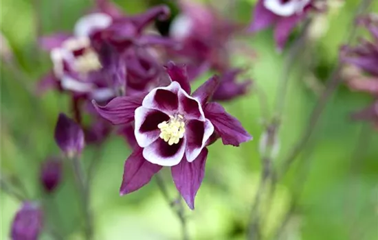Aquilegia caerulea, bunt