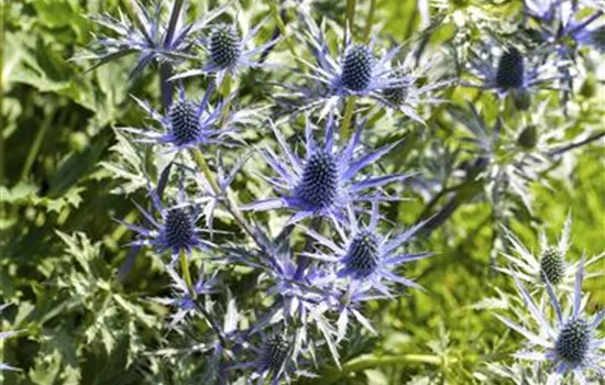 Eryngium alpinum