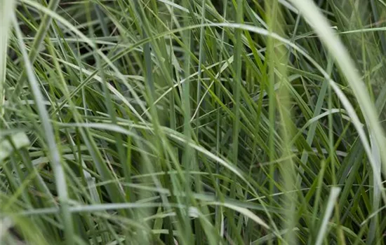 Miscanthus sinensis 'Graziella'
