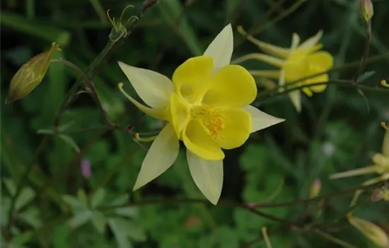Aquilegia caerulea, gelb