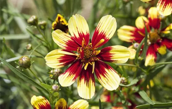 Coreopsis verticillata
