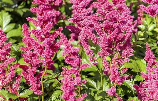 Astilbe japonica 'Mainz'